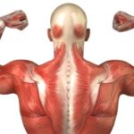 Интересные факты о мышцах