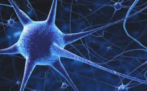 Интересные факты о нервной системе