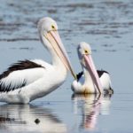 Интересные факты о пеликанах