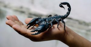 Интересные факты о скорпионах