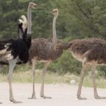 Интересные факты о страусах