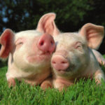 Интересные факты о свиньях