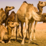 Интересные факты о верблюдах