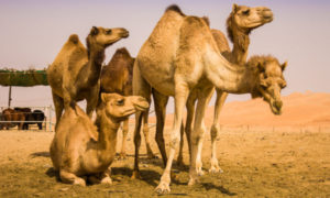 Интересные факты о верблюдах
