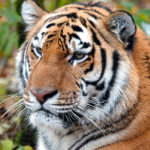 Интересные факты об амурском тигре