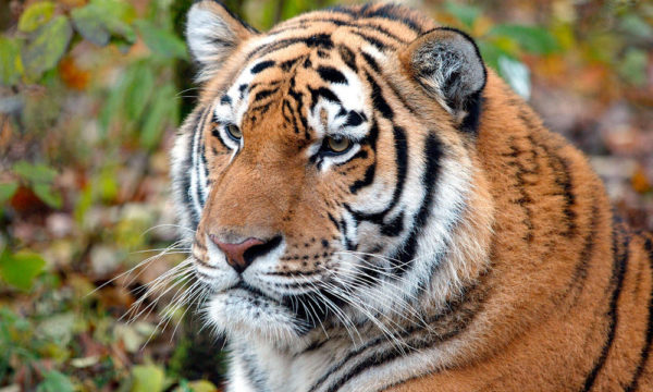 Факты об амурском тигре