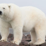 Интересные факты об Арктическом заповеднике